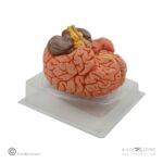 مولاژ مغز4قسمتی